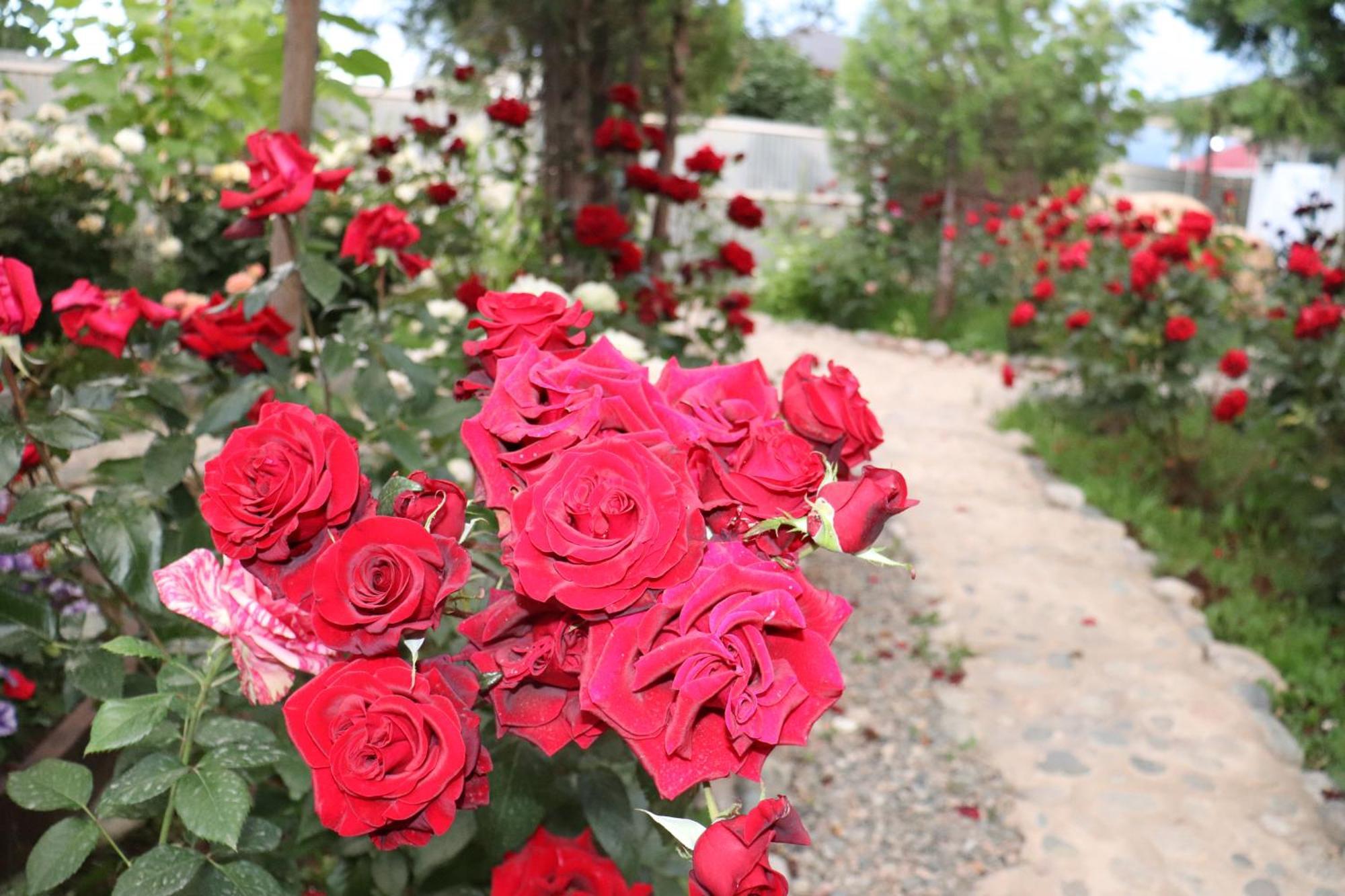 Happy Nomads Yurts & Hostel Karakol Exterior photo